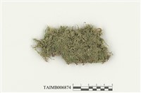 藏品(背仰刺枝苔)的圖片